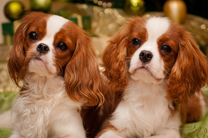 élevage Cavalier King Charles Finistère Elevage Familial